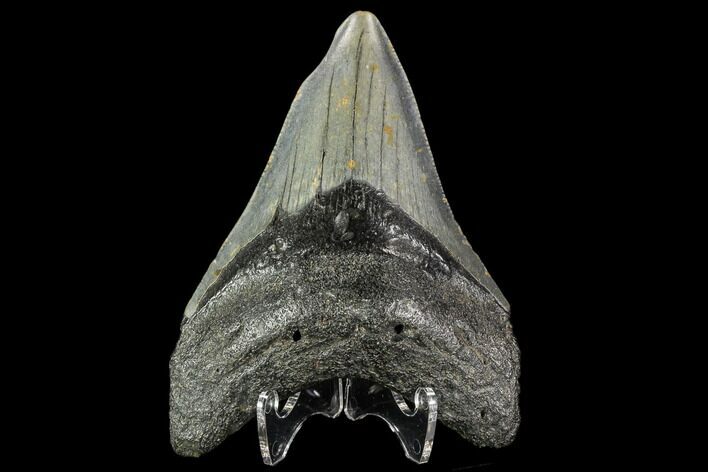 Fossil Megalodon Tooth - North Carolina #109870